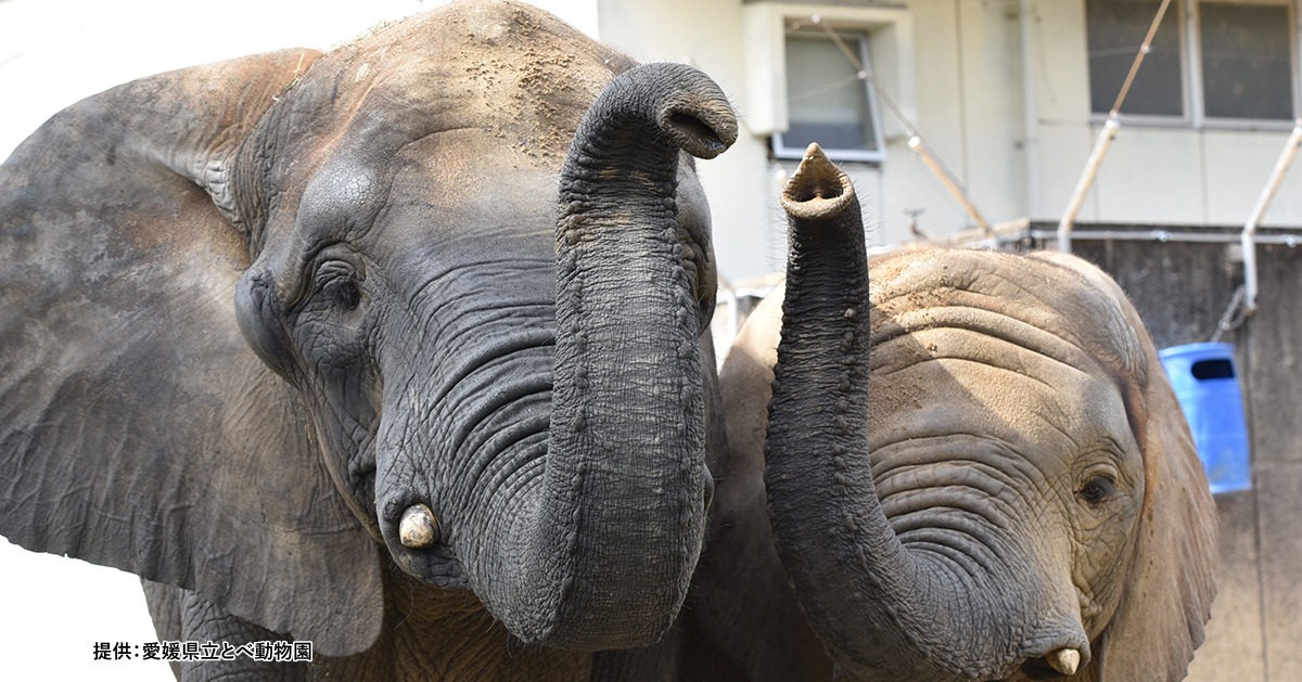 砥部動物園